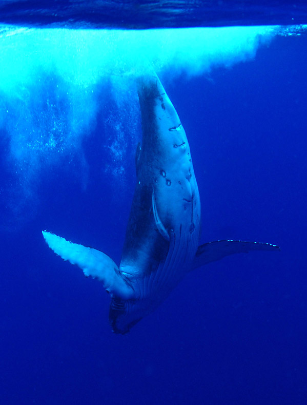 Humpback Whale Calf Diving Tonga